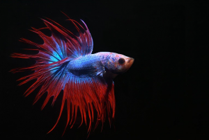 Male Crowntail